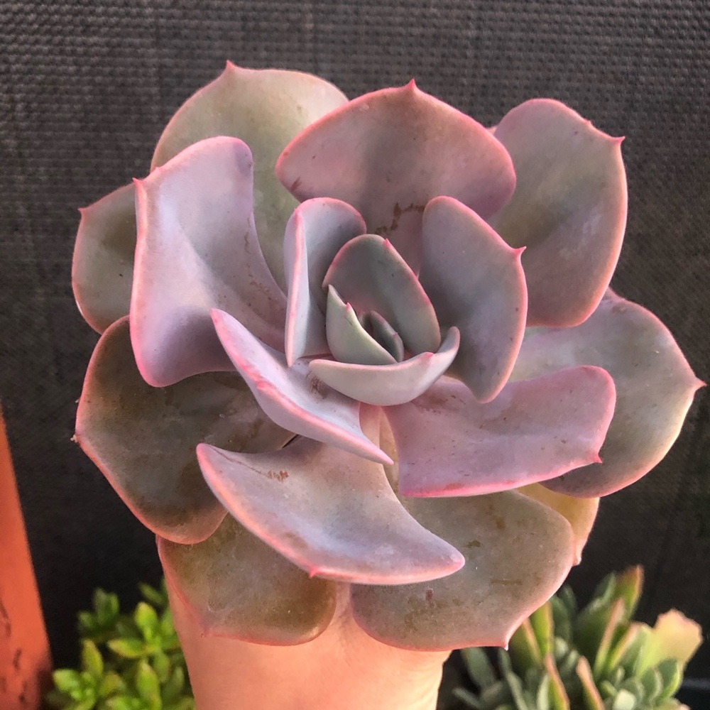 Dusty rose succulent
